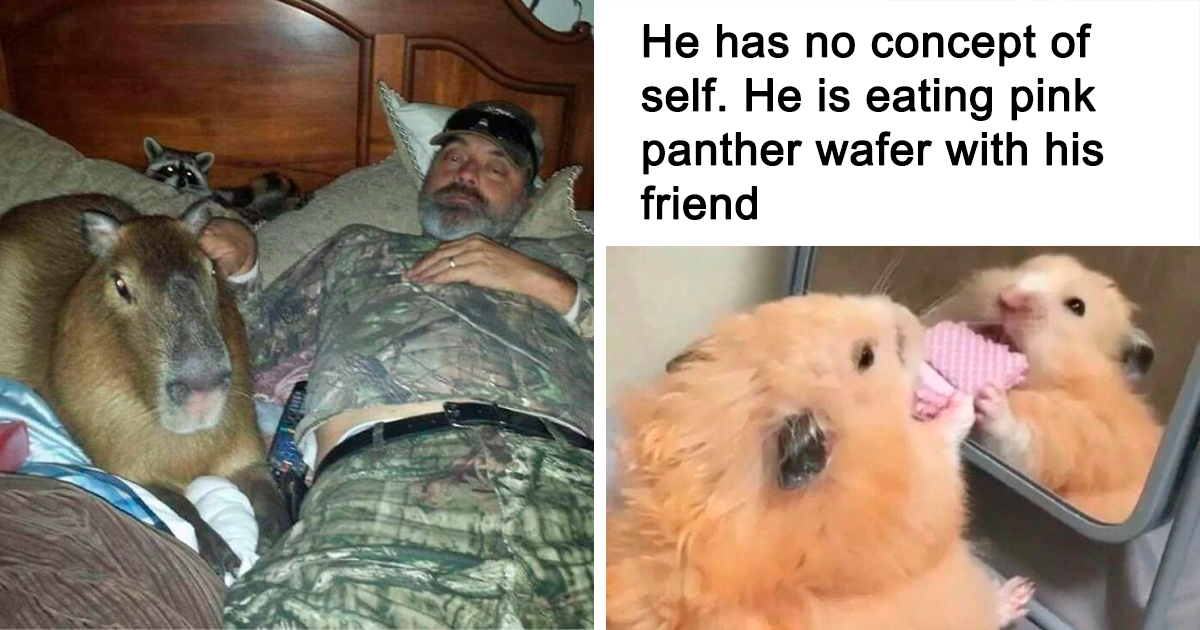 30 Adorable Animal Memes That Might Melt Your Heart And Make You Laugh
