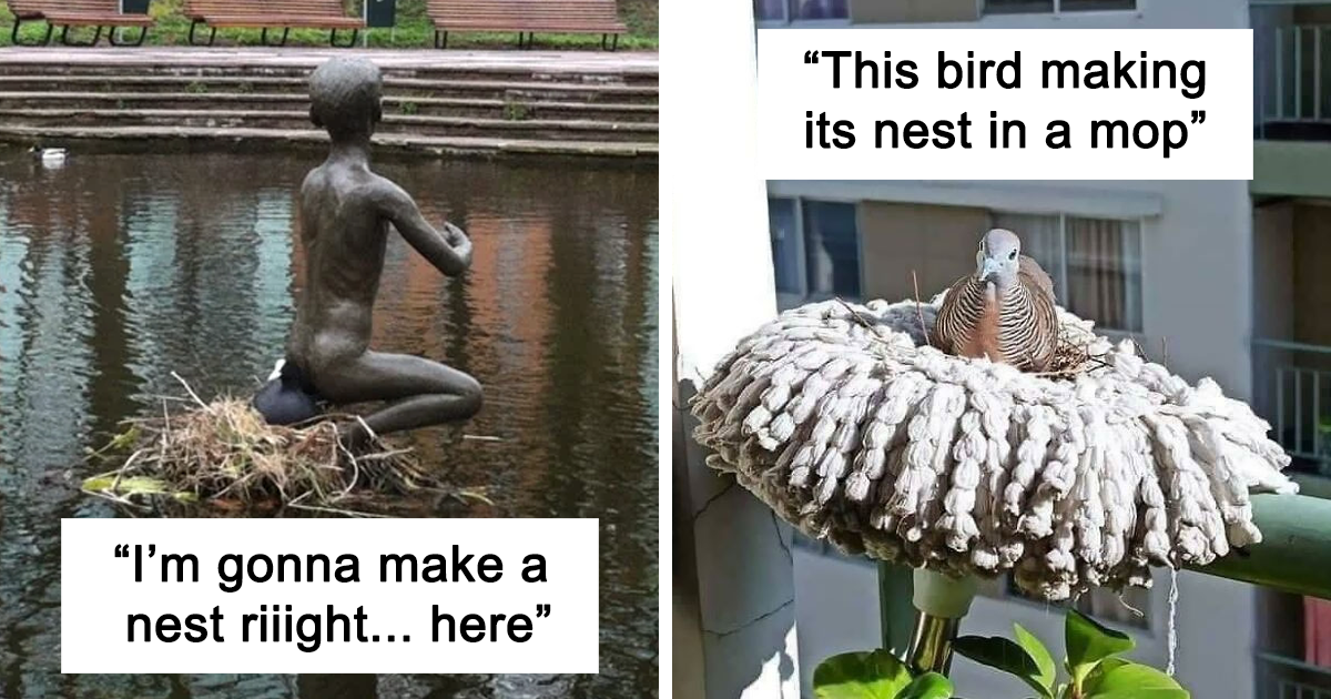 30 Birds Who Built Nests In The Most Unlikely Spots