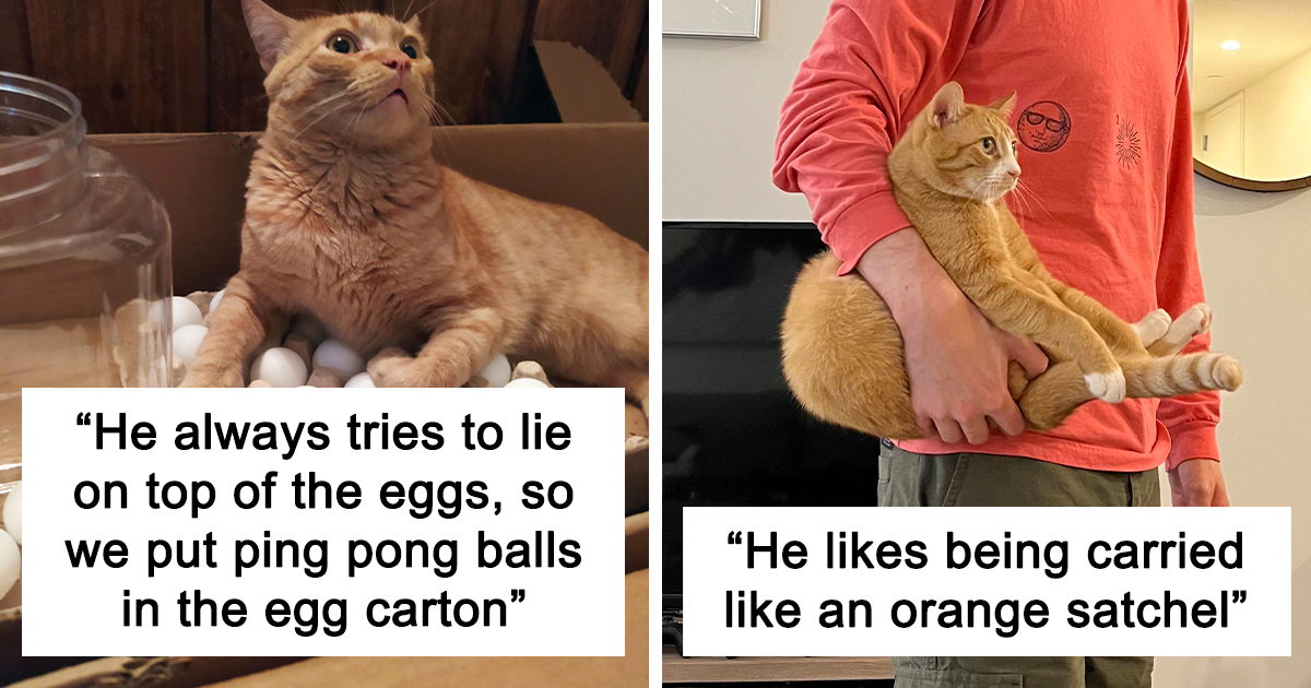 30 Times This Online Page Proved That Ginger Cats Are Amazing