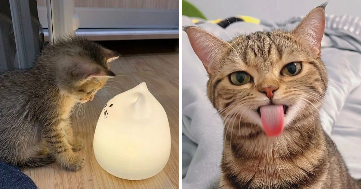 30 Adorable Moments Captured of Cats That Will Melt Your Heart