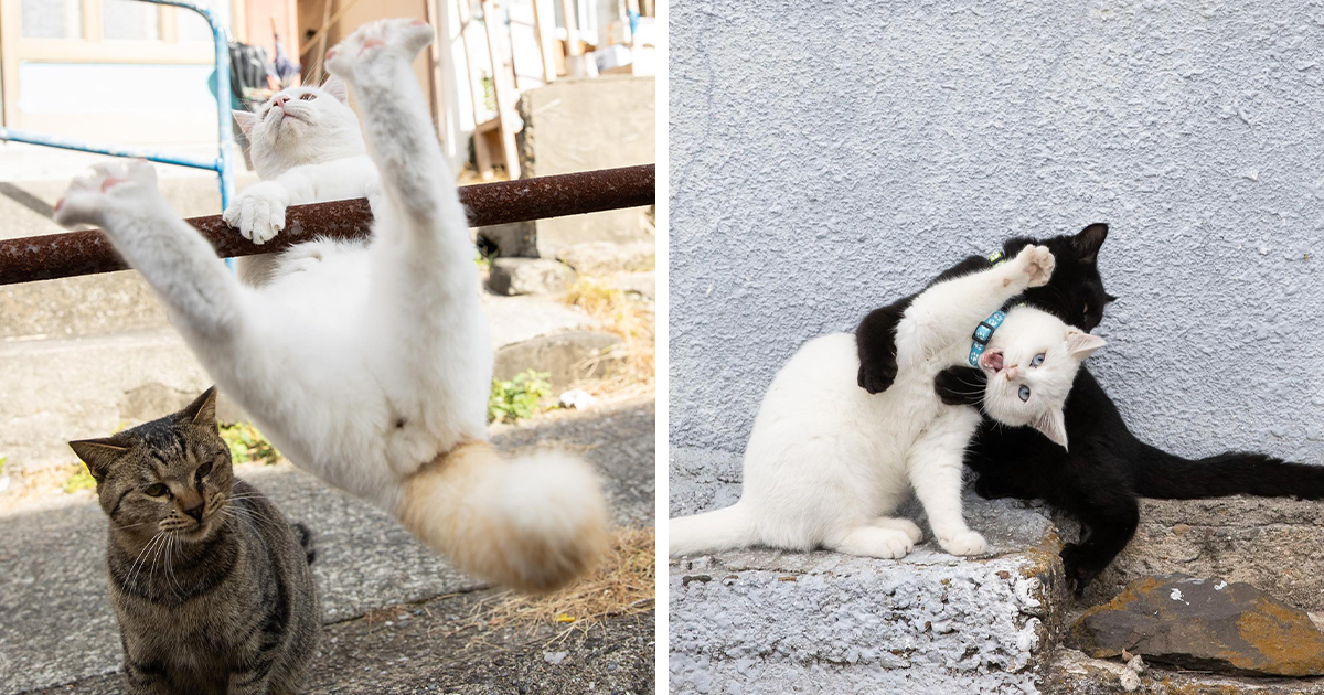 20 Captivating Images Of Stray Cats In Quirky And Adorable Poses, Captured By Masayuki Oki