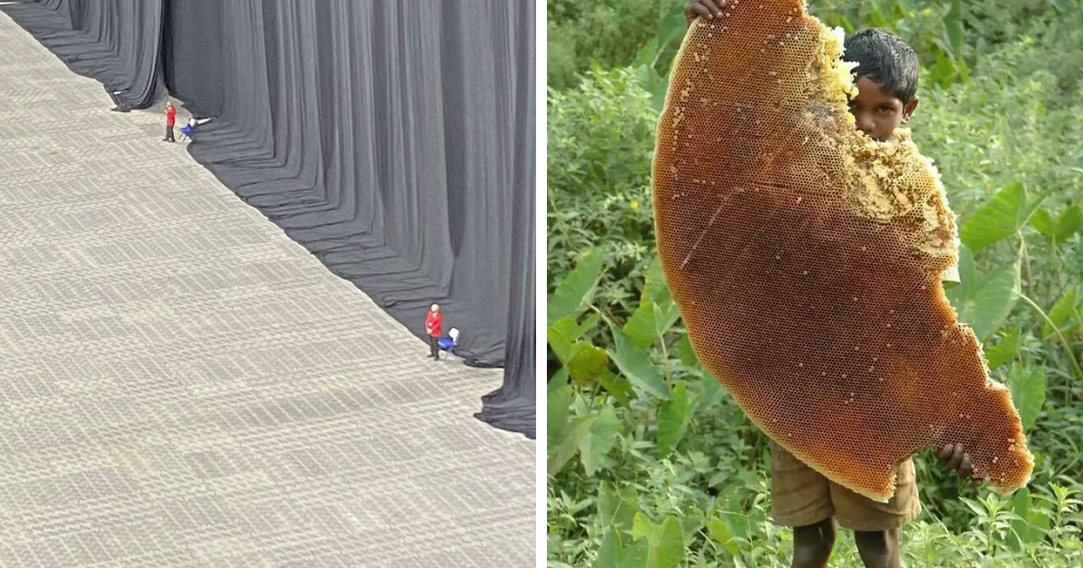30 New Pics Of Mind-Blowing "Absolute Units" Spotted By People In This Online Group