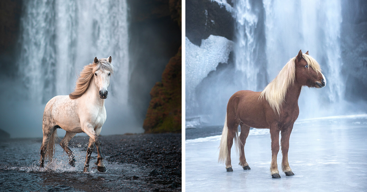 20 Majestic Horse Photographs Captured In Icelandic Landscapes, By Petra Marita