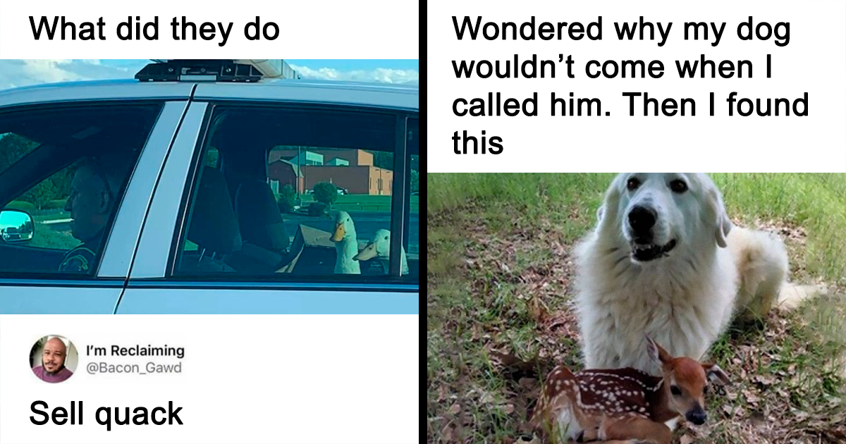 20 Funny Animal Memes To Brighten Your Day