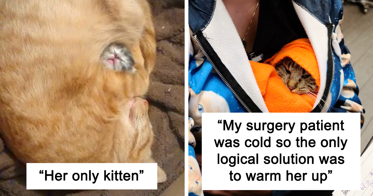 30 Awesome Pics Of Cats Being Wholesome, As Shared By This Online Page