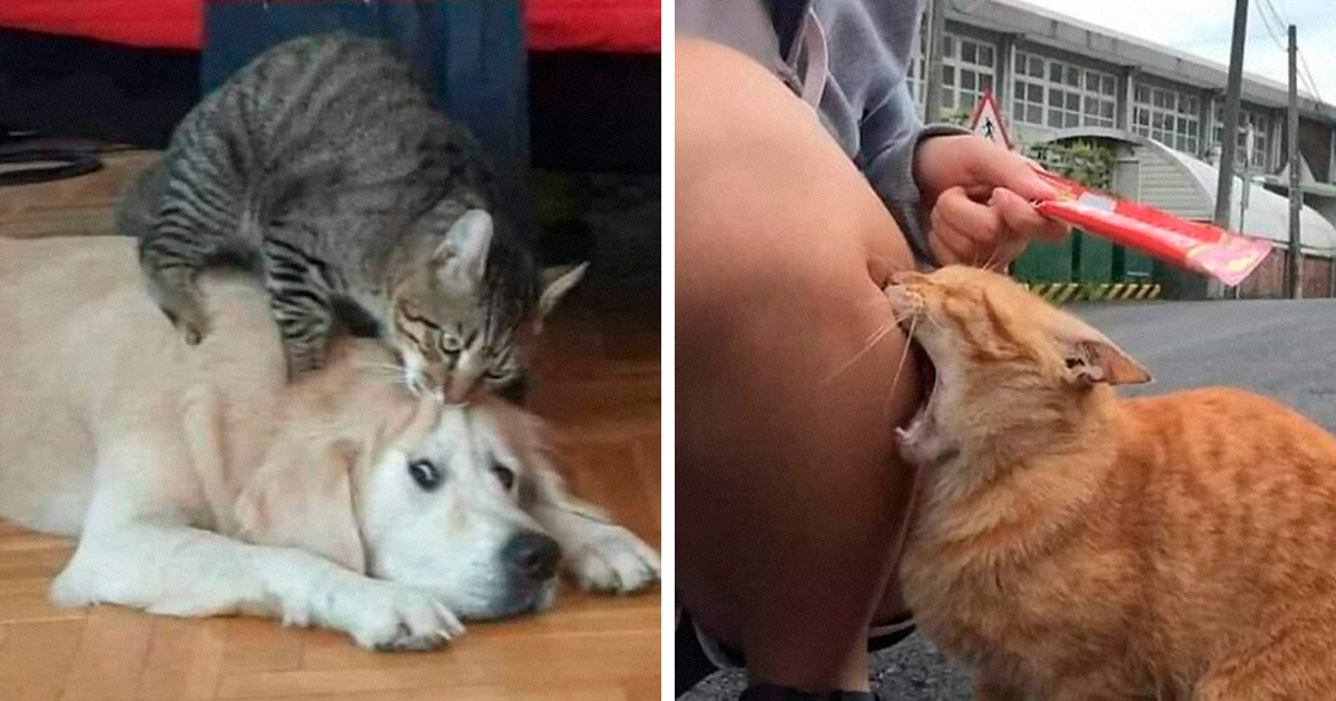 Cat-aholics Will Love These 30 “Close Up Picture Of Cats” From This Dedicated Online Group