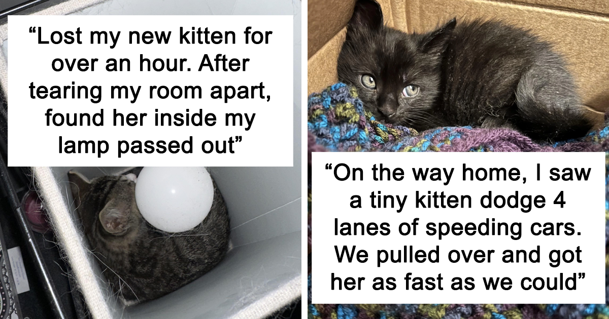 20 Wholesome Pics Of Rescue Pets That Might Heal Your Soul