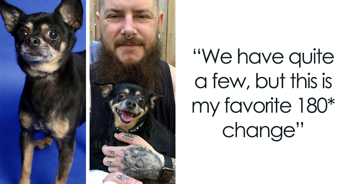20 Before-And-After Transformation Pics Of Dogs That Got Adopted