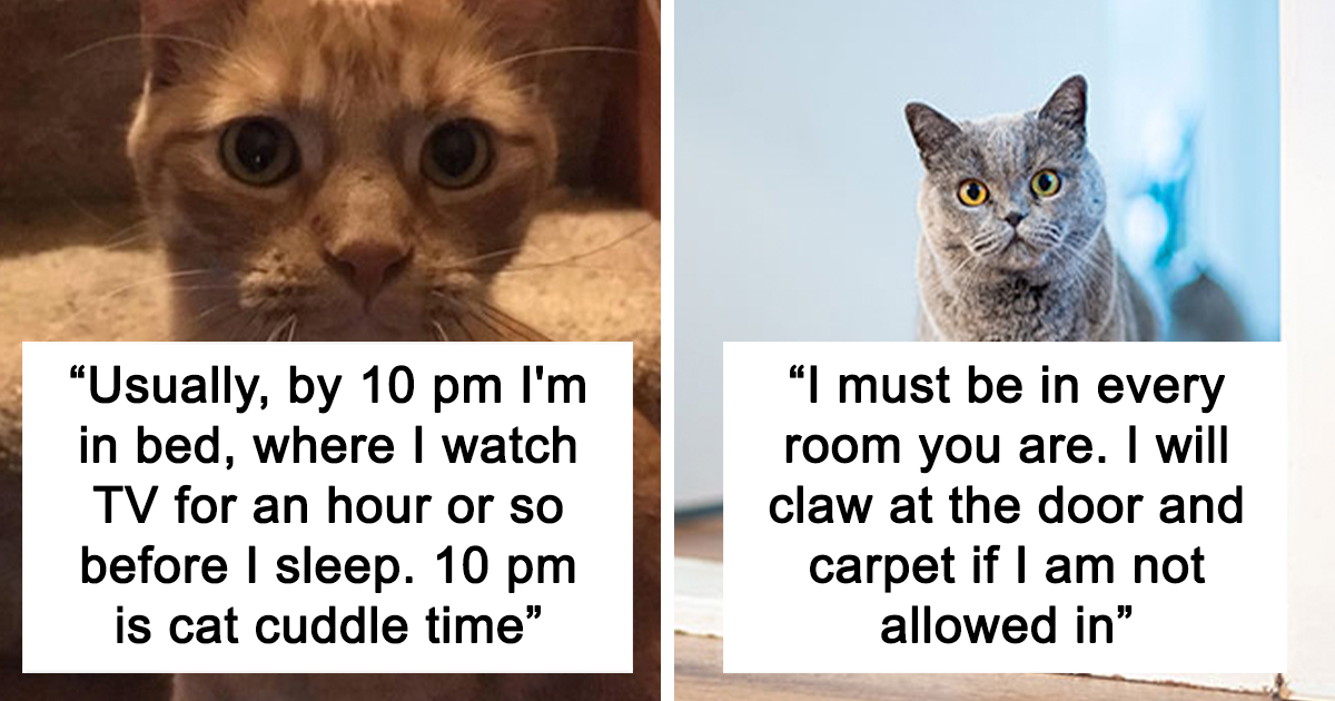 20 Random And Witty Cat Commandments Their Owners Shared Online