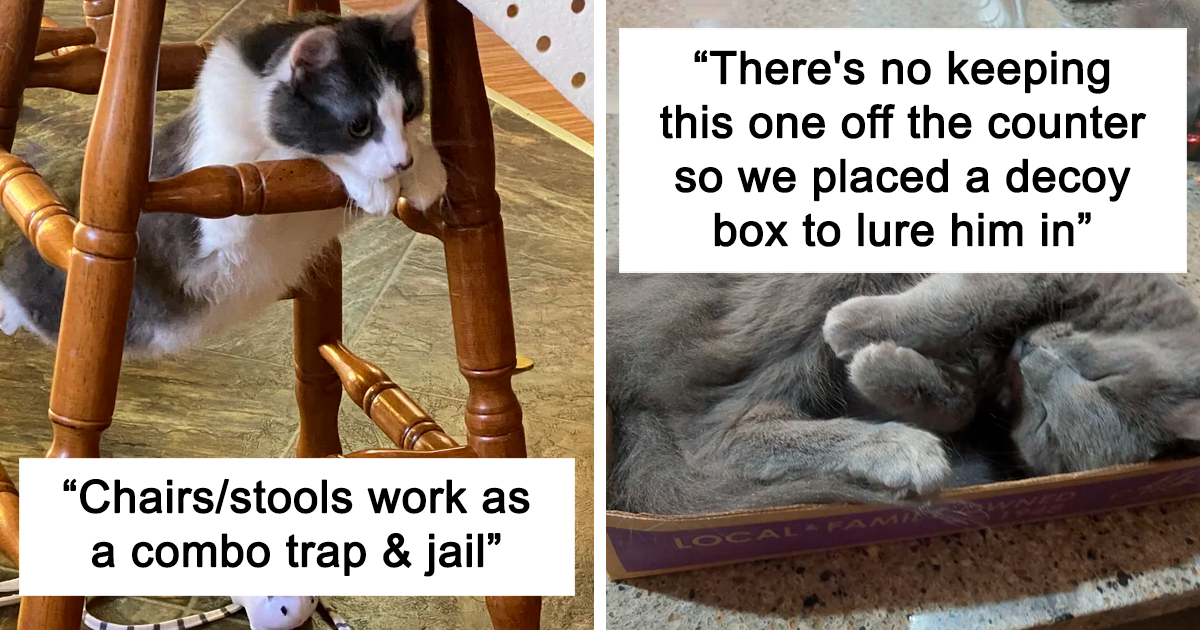 This Online Group Shares Funny Pics Of Cats Fitting Into Weird And Tiny Spaces (20 Pics)