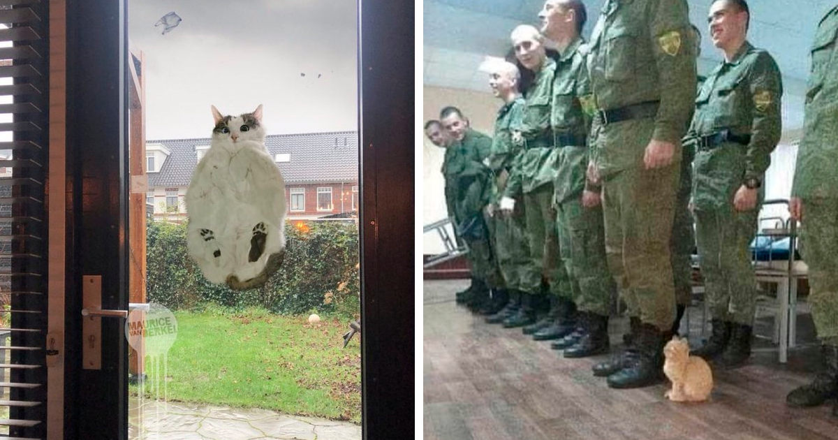 30 Times Cats Were Photographed In Places They Shouldn’t Be