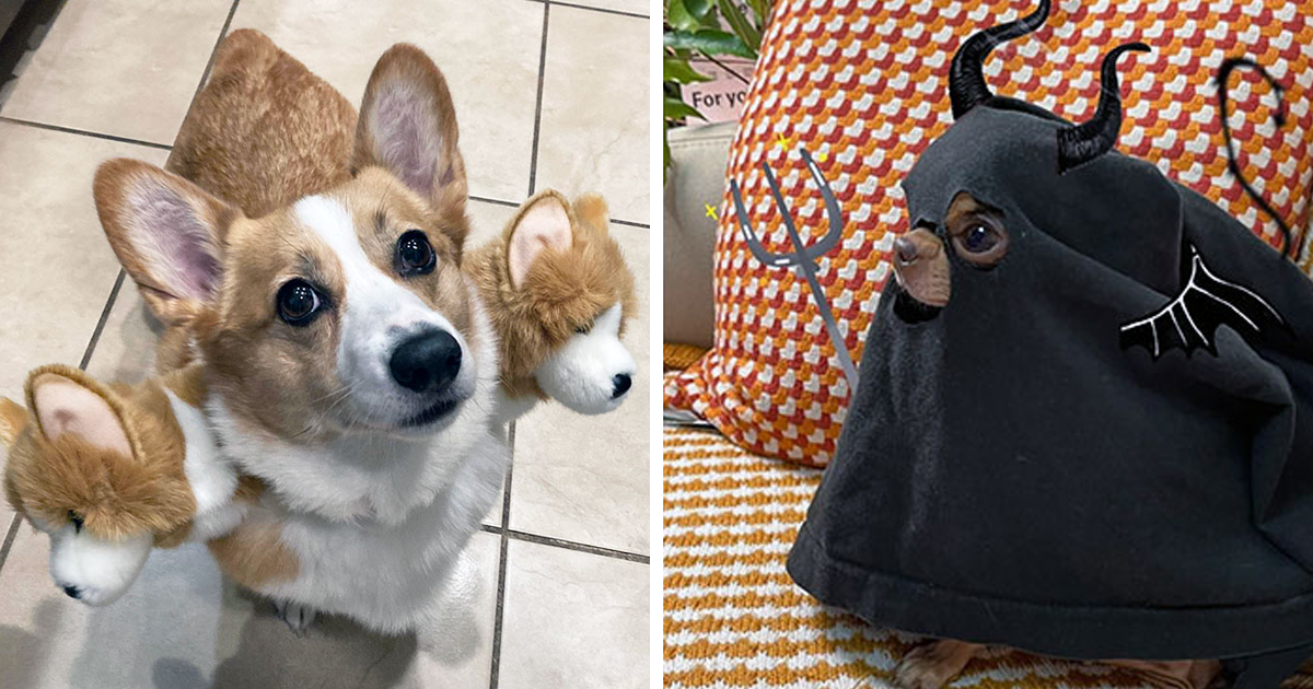 35 Times Pets Ruled Halloween