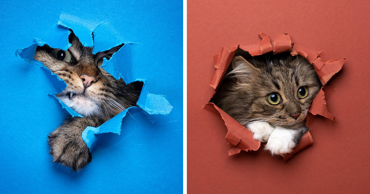 Nils Jacobi Photographs Cats Crossing A Paper And It’s Stunningly Adorable (18 Photos)