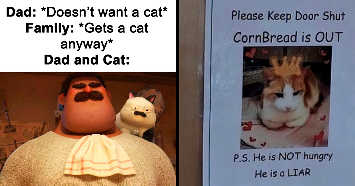 This Facebook Account Shares Funny And Cute Cat Memes And Here Are 30 Of The Most Interesting Ones