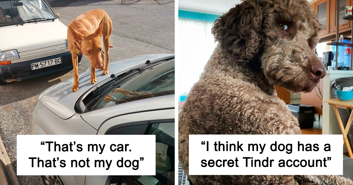 “What’s Wrong With Your Dog?”: 25 Pics Of Dogs Being Silly And Goofy