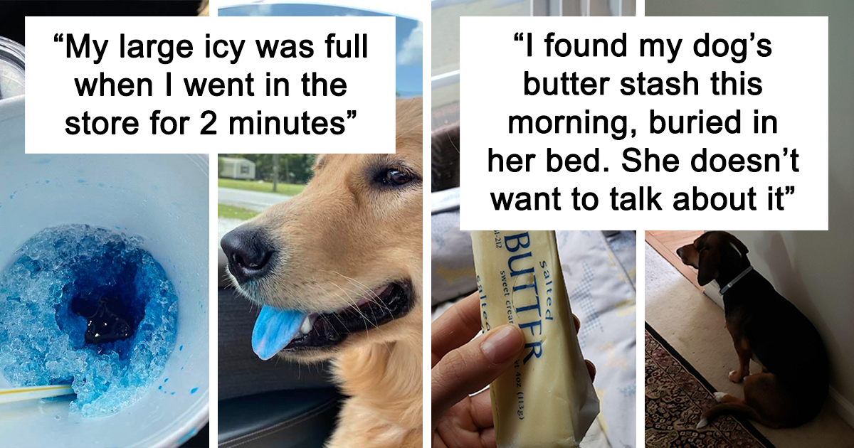 30 Funny Pics Of Animals Who Shamelessly Tried To Get Away With Stealing