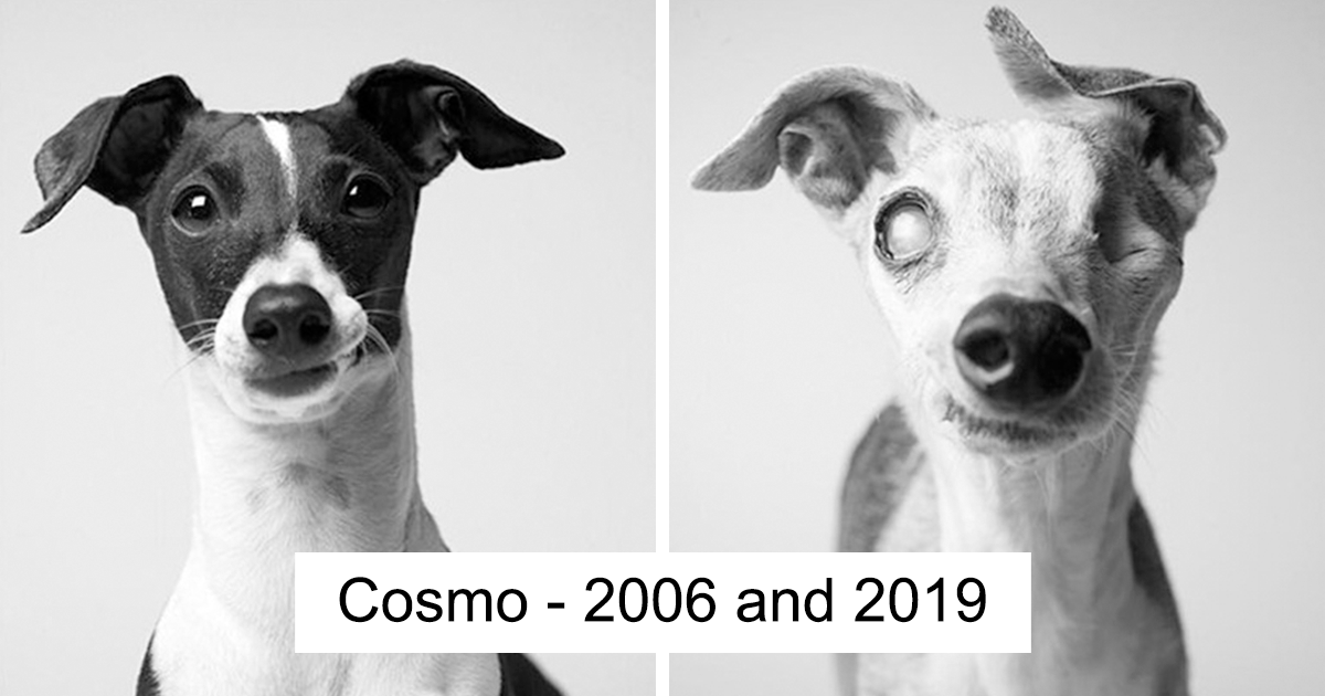 20 Touching Photos Comparing Dogs As Pups Vs Their Older Selves