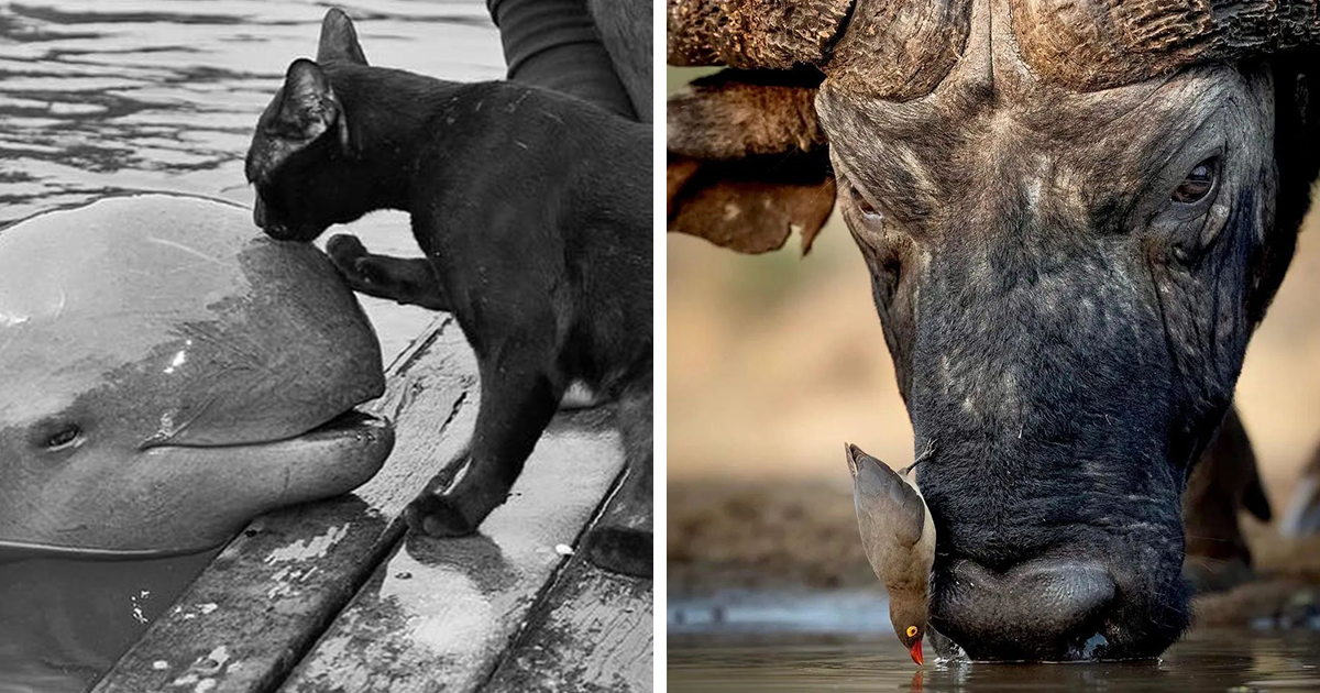 20 Amazing Shots Of Animals Caught On Camera From “The Decisive Moments Magazine”
