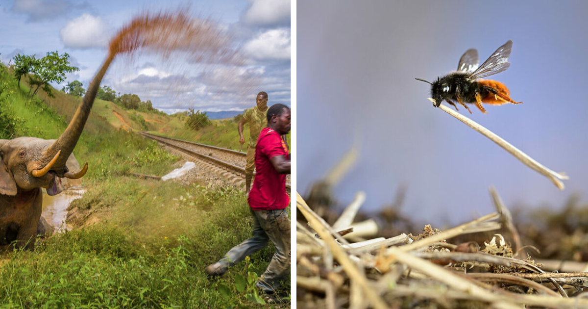 Wildlife Photographer Of The Year Competition 2023 Unveils 16 Highly Commended Pics Before Revealing The Winners