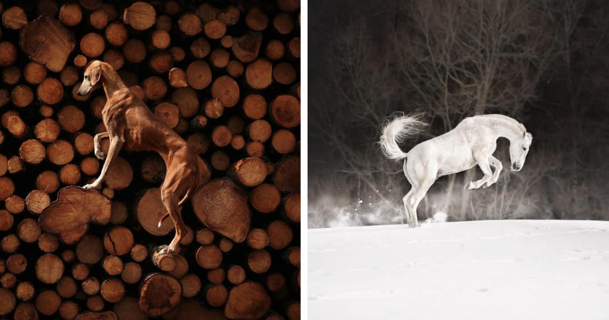 15 Award-Winning Photos From The 2023 International Pet Photography Contest