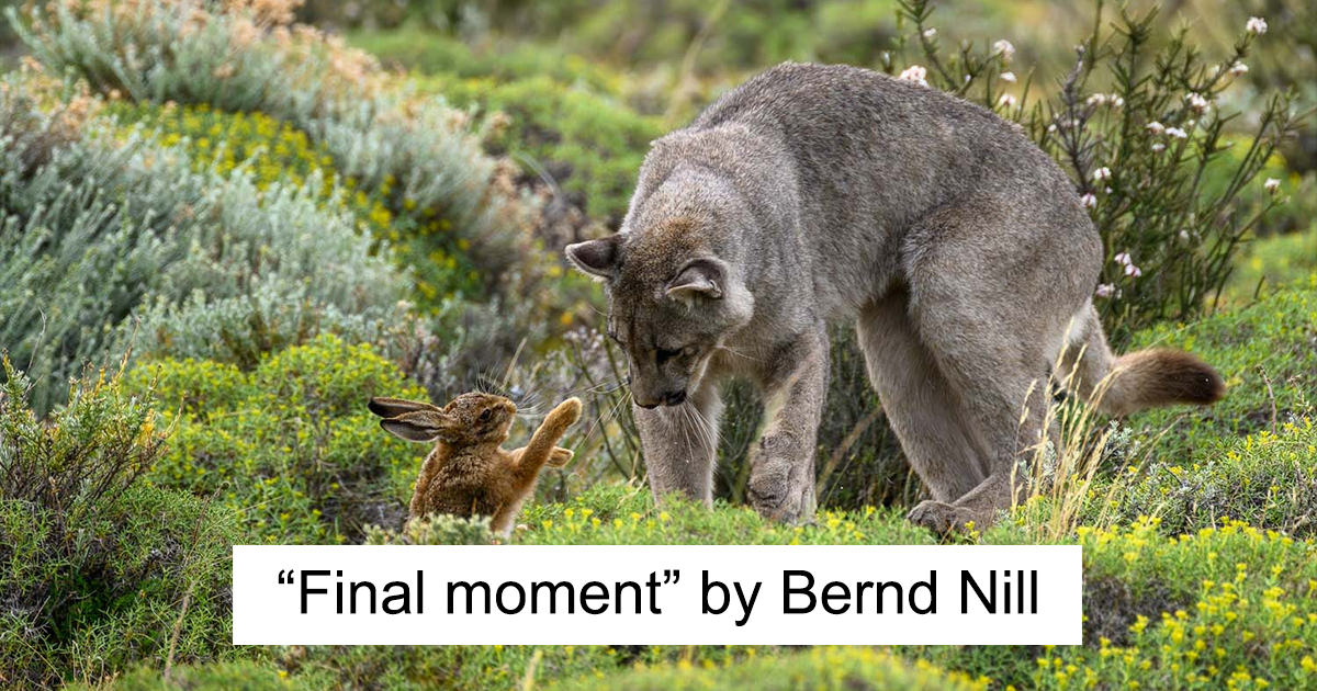 Top 25 European Wildlife Photos: German Society For Nature Photography's Winners