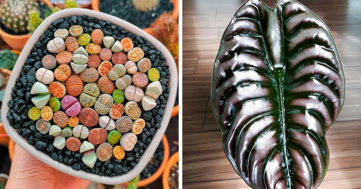 30 Strange And Unique Botanical Specimens You Might Not Have Seen Before