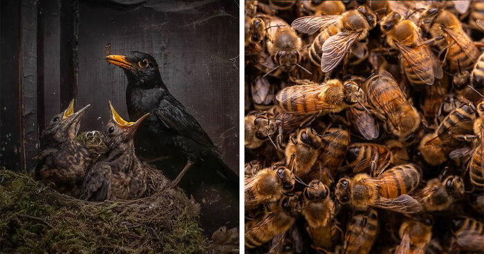 15 Stunning Photos From This Year’s Nature Photography Competition