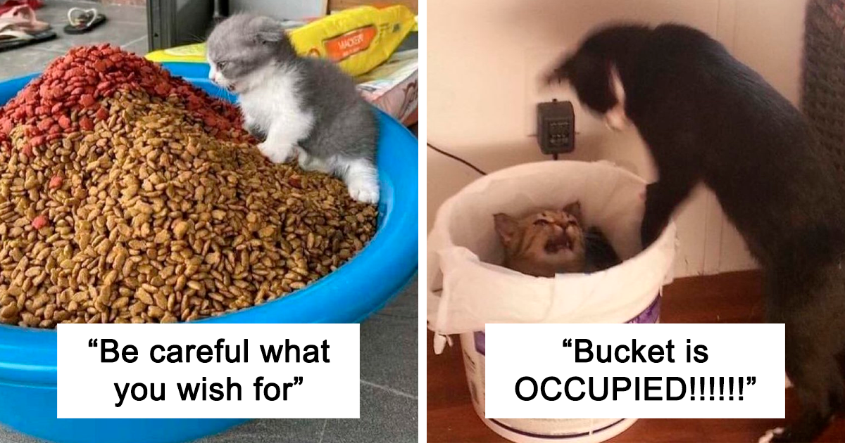 35 Weird And Funny Cats That Made Their Owners Post Photos In The "Weird Little Guys" Online Group