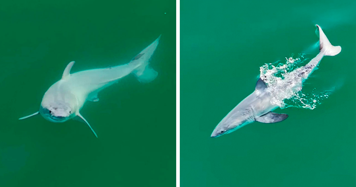 “No One’s Seen It”: First-Time Great White Shark Newborn Is Observed Alive In The Wild