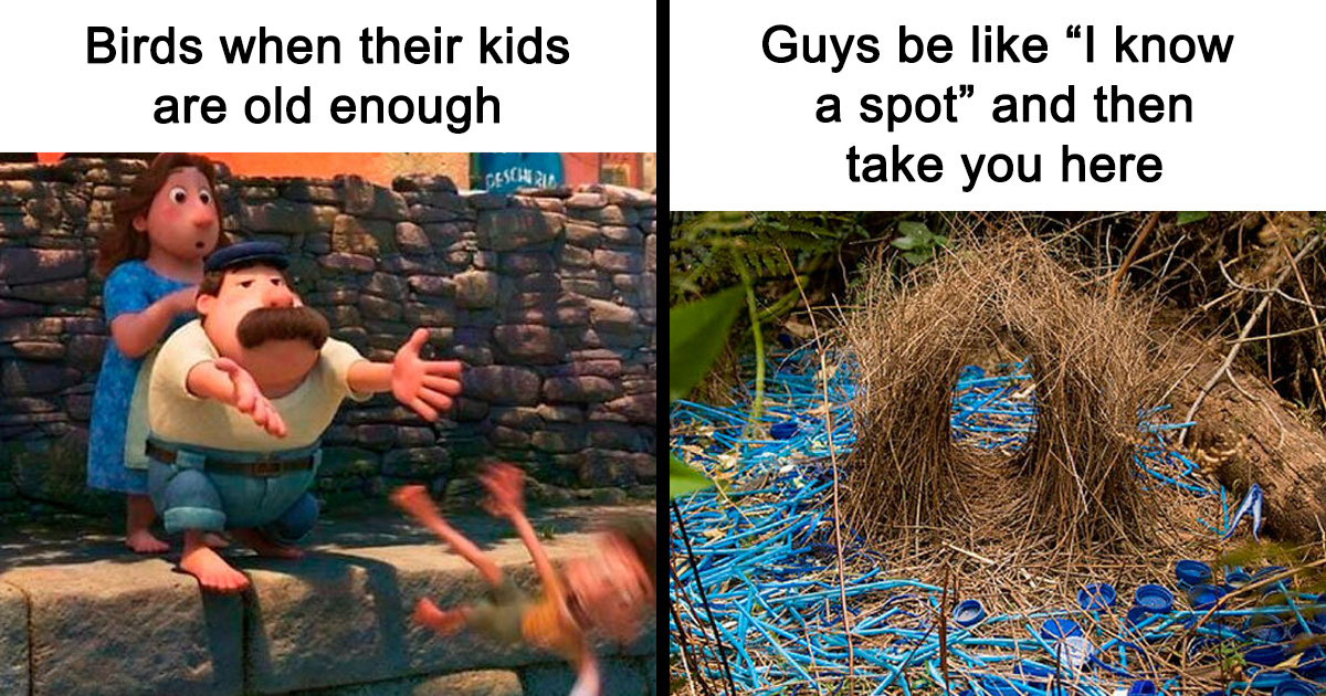 25 Of The Funniest “Birding Memes” Found On A Dedicated Meme Page