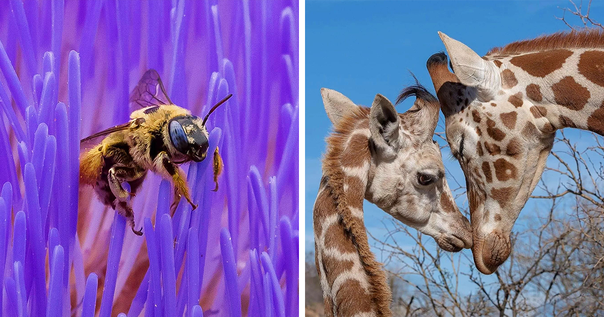 40 Exceptional Shots Of Animals In The Wild By Photographer Joe Neely