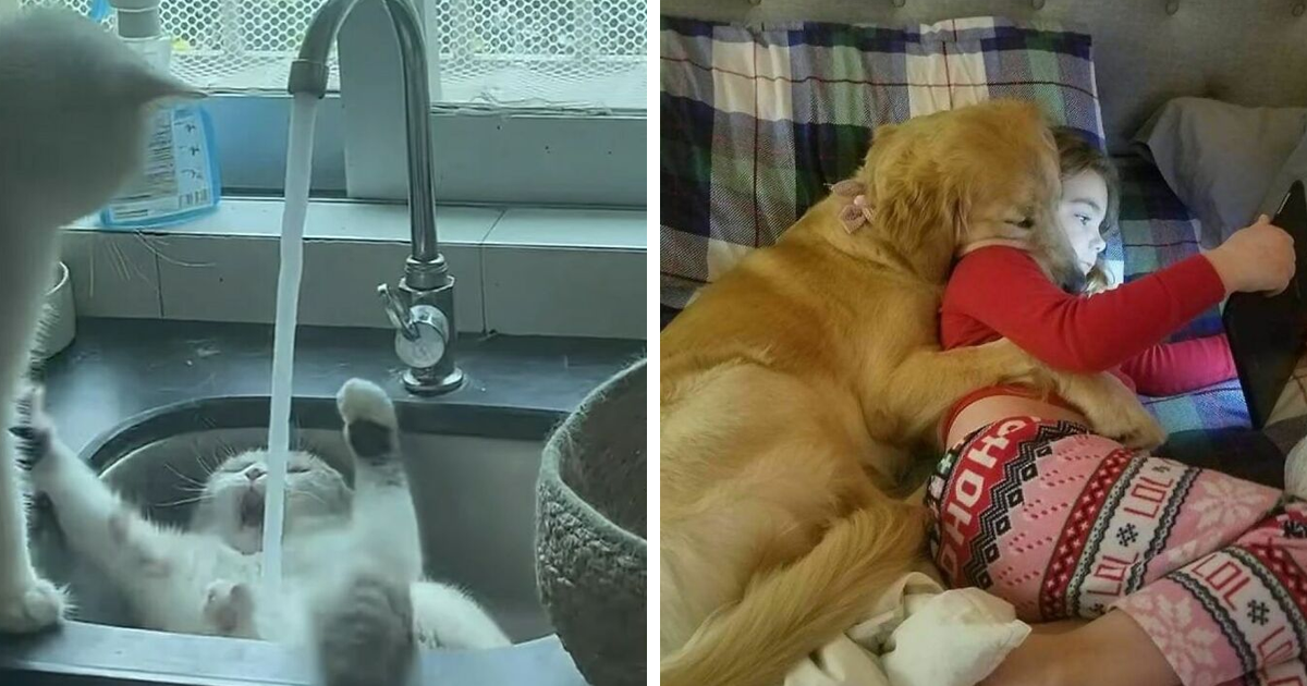 40 Funny Pics That Showcase The Joys Of Pet Ownership