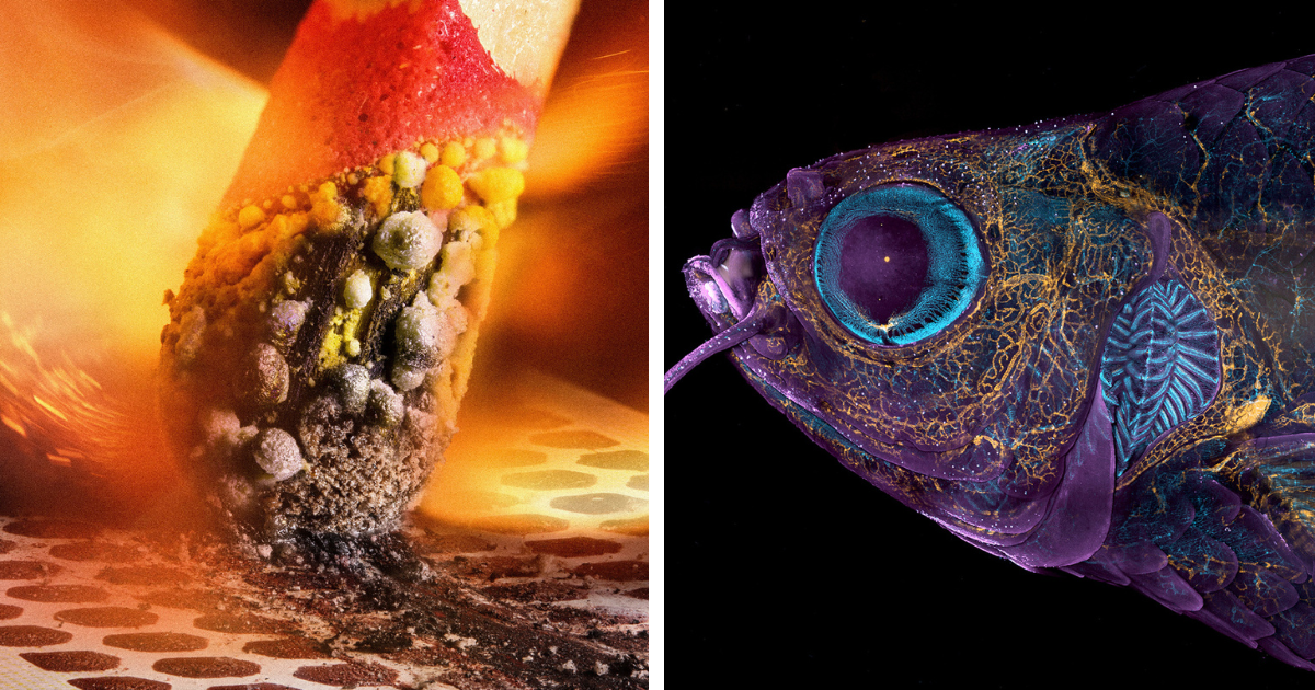 20 Winning Shots From Nikon’s Small World Competition 2023