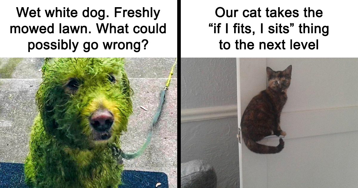 30 Funny And “Out Of Context Animals” Who Got Featured On This Meme Page On Facebook