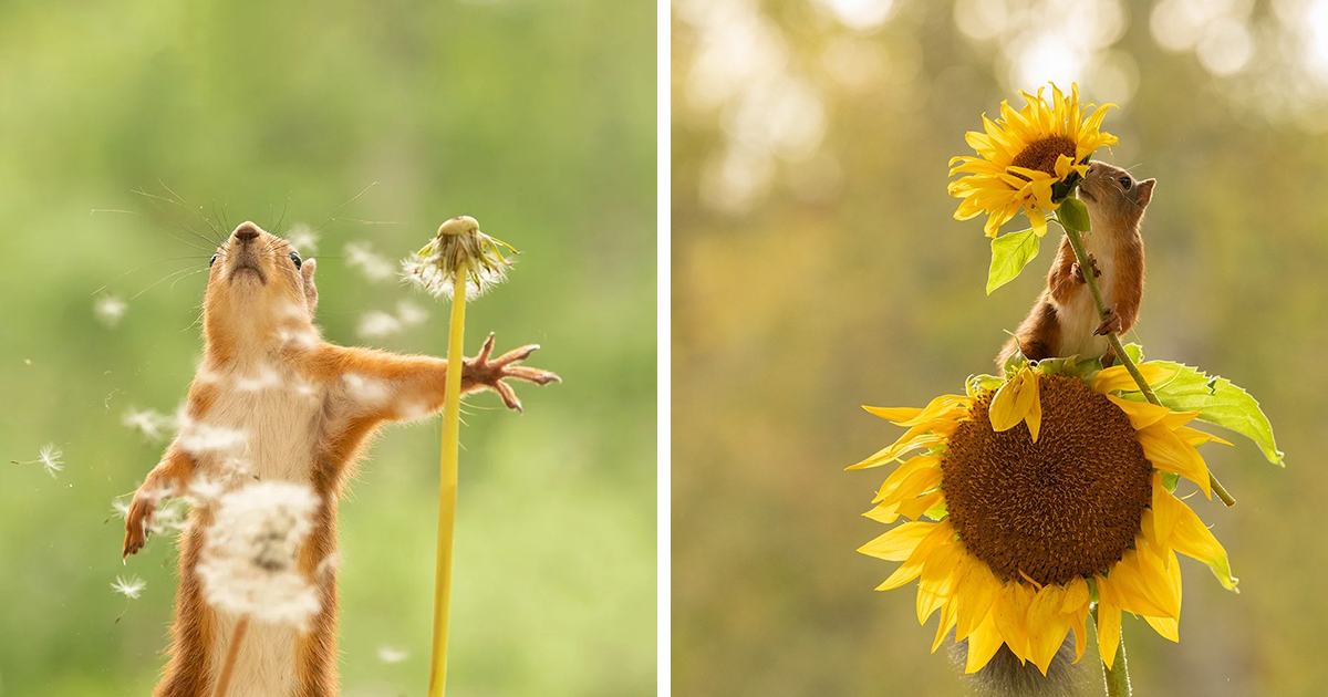 Photographer Geert Weggen Captured These Playful Squirrels In Action (15 Photos)