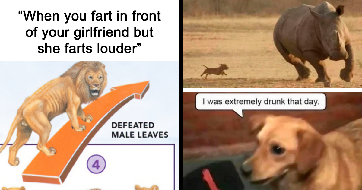 35 Times Animals Lit Up This Instagram Page As Meme Superstars