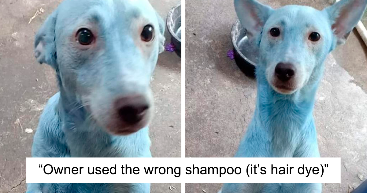 45 Photos Of Animals Who Were Having A Ruff Day