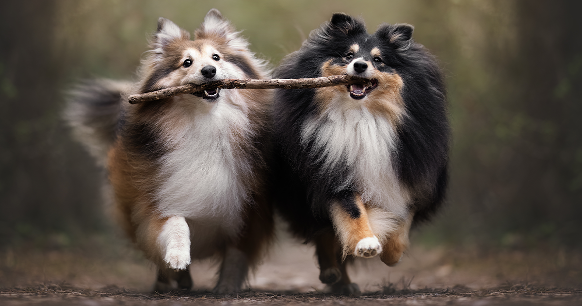 35 Adorable Pics That Made It To The Winning List Of The "Dog Photographer Of The Year Awards 2023"