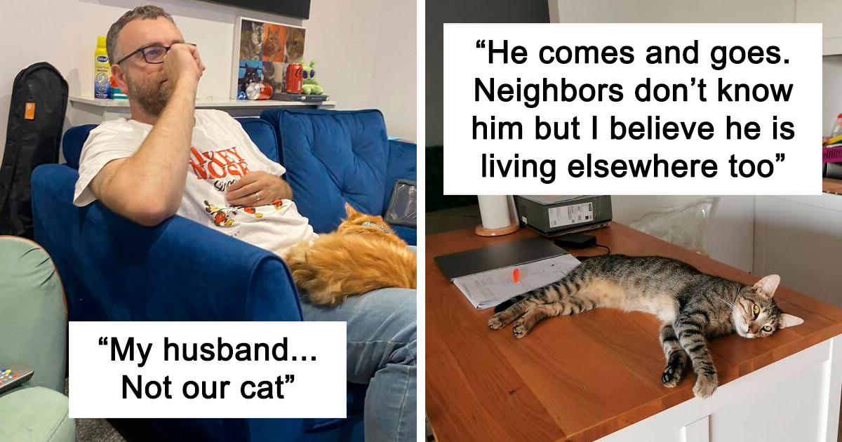 35 Cats Spotted Chilling In Other People's Homes