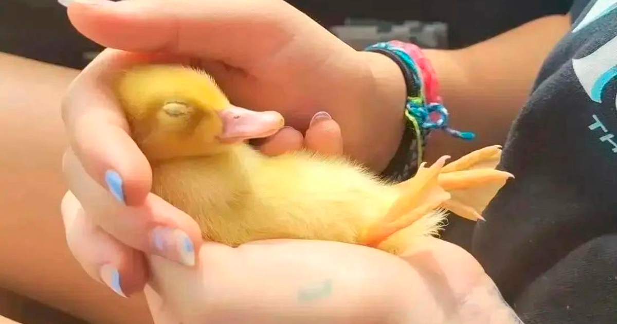 25 Pics That Are Too Ducking Adorable
