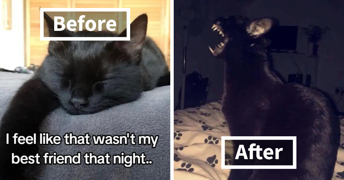 "It Wasn't My Best Friend, It Was The Devil: 25 Of The Funniest Pet Transformation Photos