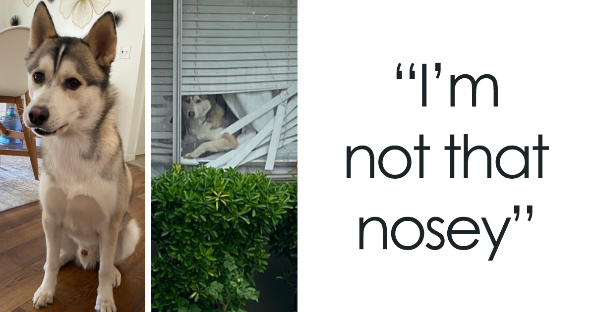 35 Of The Funniest Nosey Pet Pics Shared On This Viral TikTok