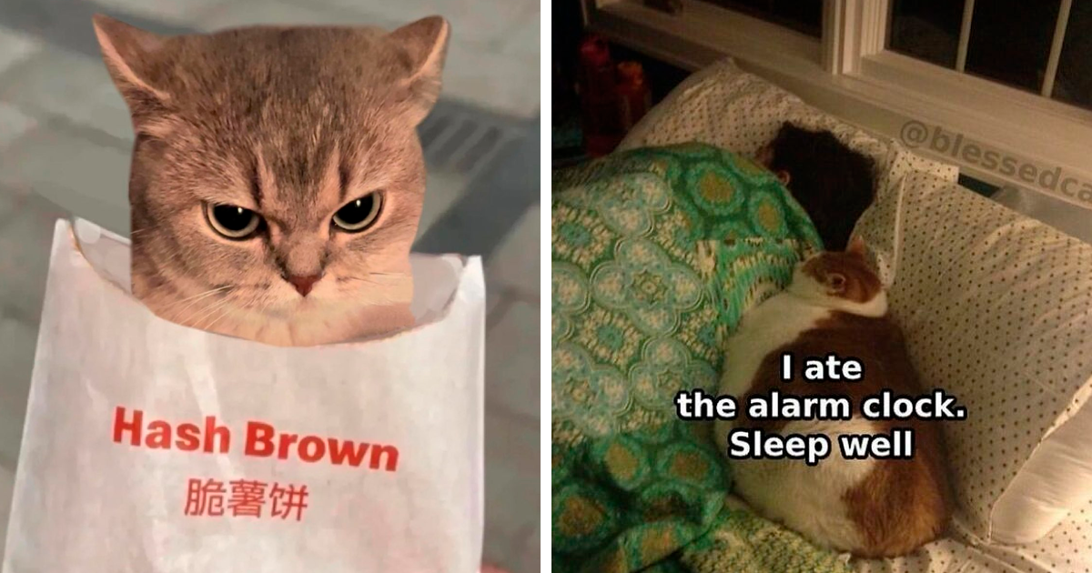 30 ‘Chaotic Cat Pictures’ That People Can’t Seem To Get Enough Of