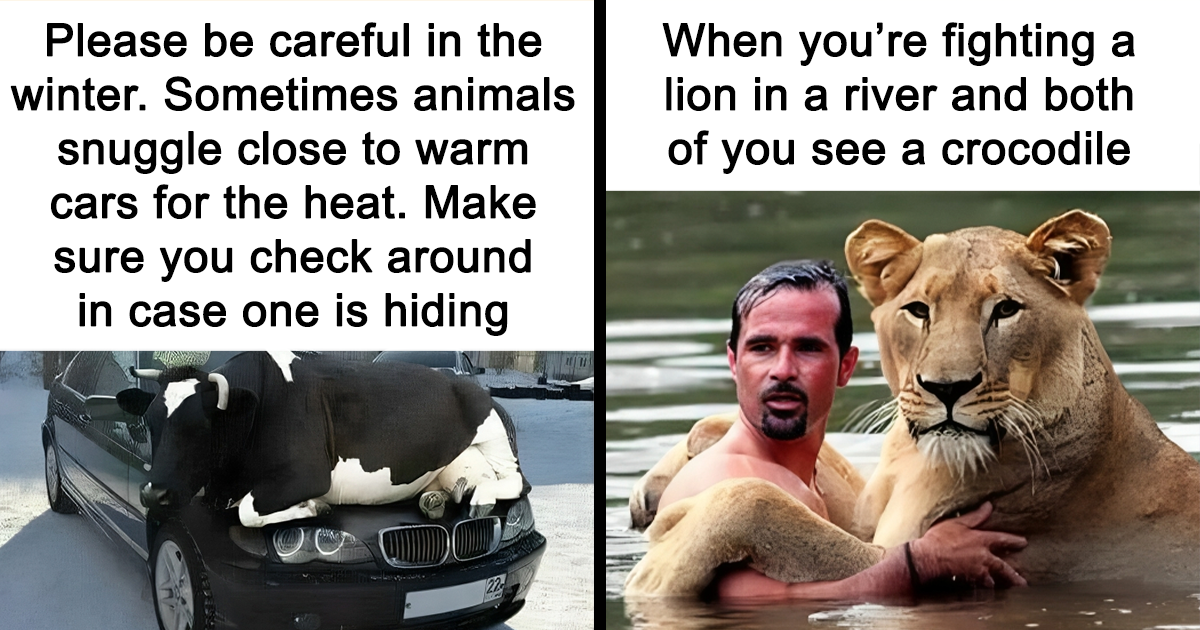35 Times Animals Became Internet Comedy Stars