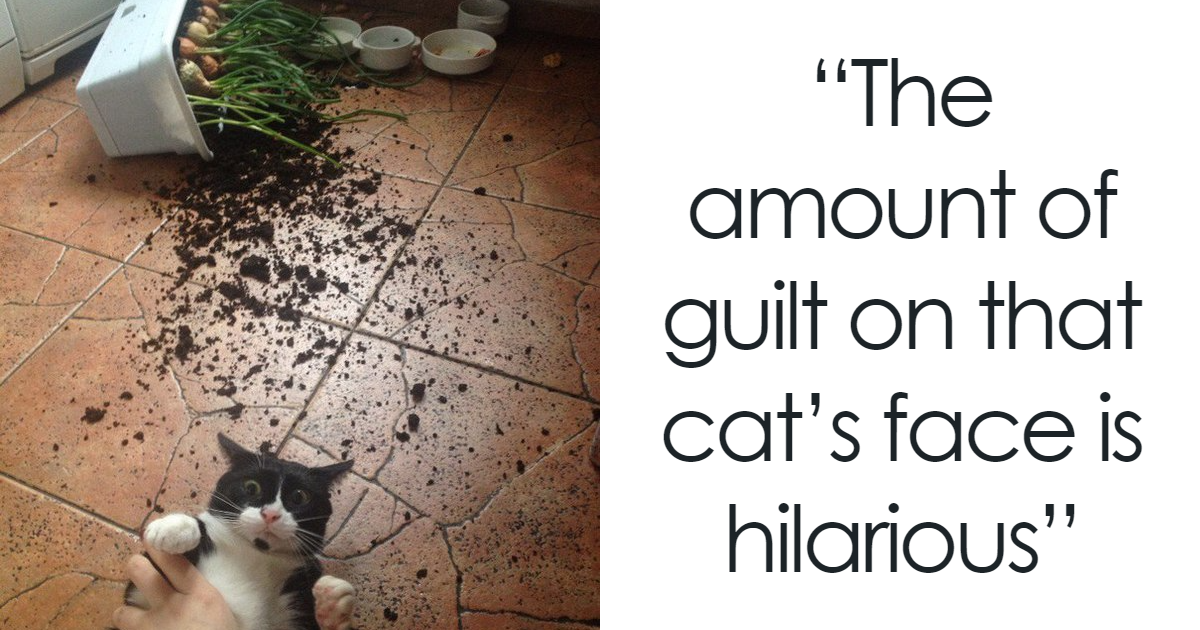 35 Cats Who Let Their Inner Destroyer Out And Got Caught