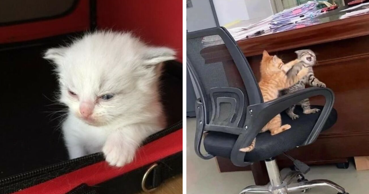 35 Heartwarming and Strange Cat Photos From "Blessed Cats" On Instagram