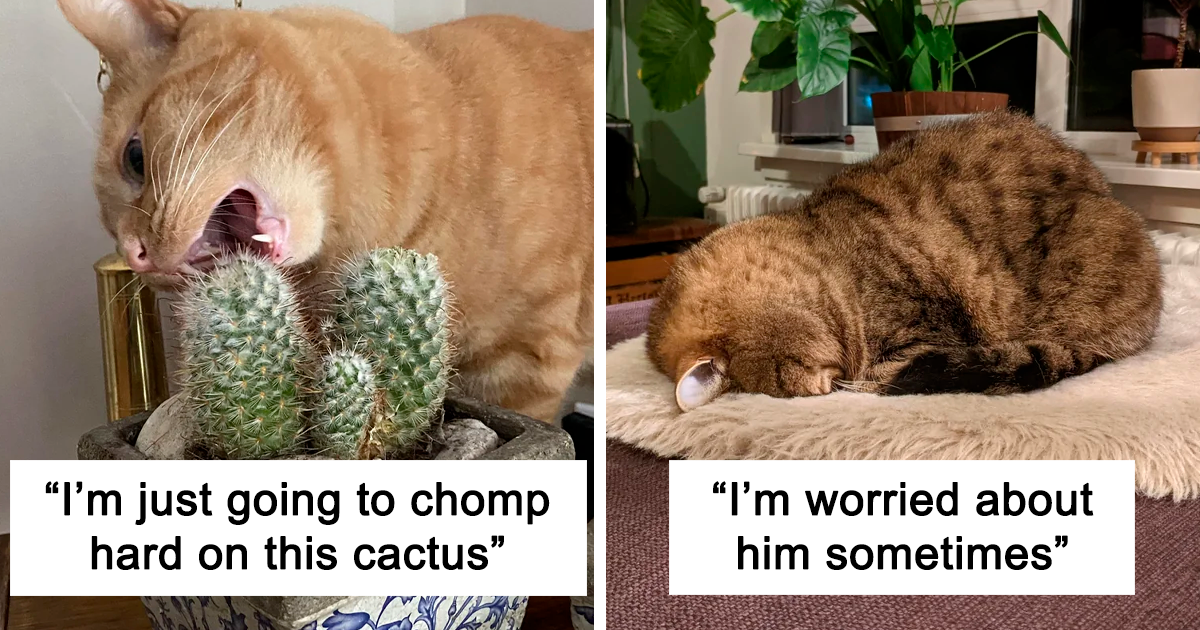35 Weird And Funny Cats That Made Their Owners Ask What's Wrong With Them