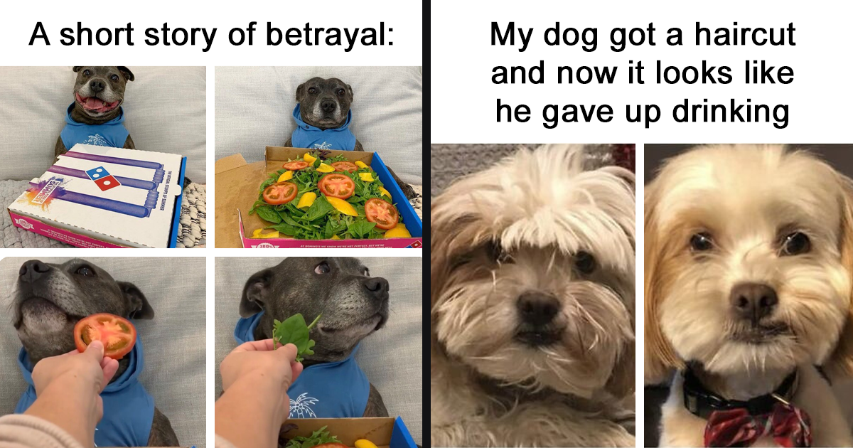 35 Rib-Tickling Memes Every Dog Lover Would Love
