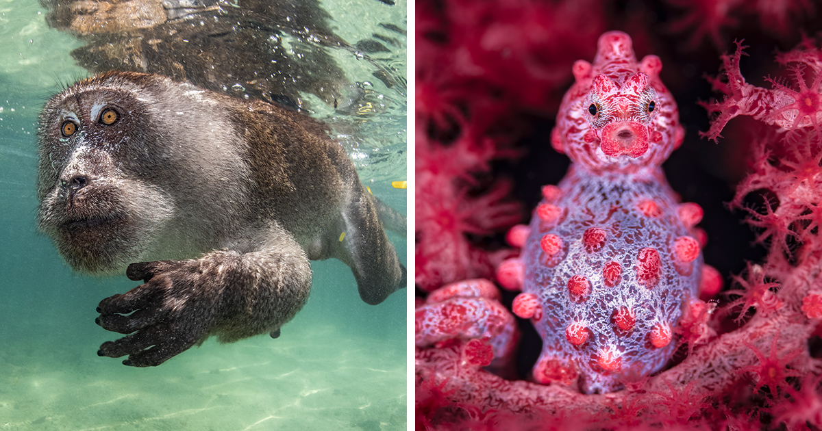 20 Of The Best Underwater Photos From Ocean Art Contest 2023