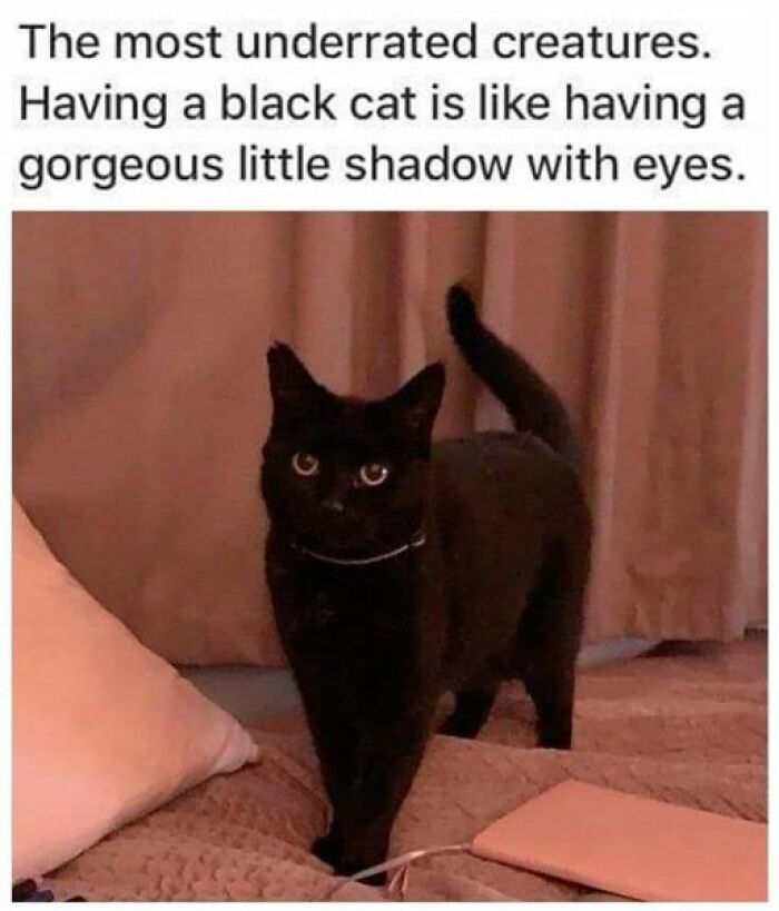 40 Cat Memes That Are So Funny And Relatable You’d Wanna Tag Your Kitty